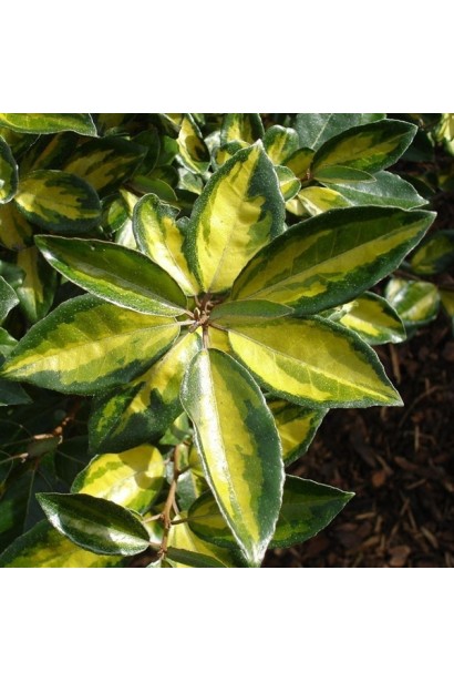 Елеагнус Еббінга `Limelight`